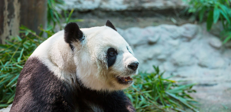 Evropské zoo lákají na kosatky, gorily a pandy. Jaké jsou 4 nejlepší ZOO Evropy?