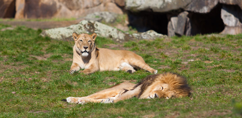 Víte, jaké jsou nejkrásnější zoologické zahrady světa?