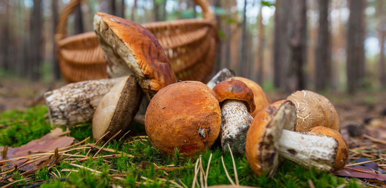 5 tajných tipů, kam vyrazit v ČR na houby