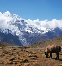 Nepál - cesta kolem Annapuren