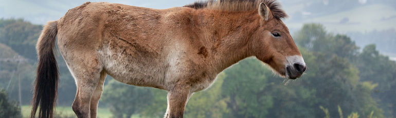 Kůň Převalského je nyní pýchou pražských Dívčích hradů