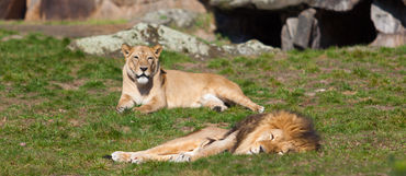 Víte, jaké jsou nejkrásnější zoologické zahrady světa?