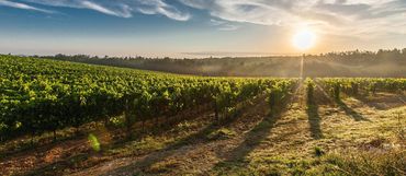 Kam letos vyrazit ještě za burčákem? A jaká jsou poslední podzimní vinobraní?