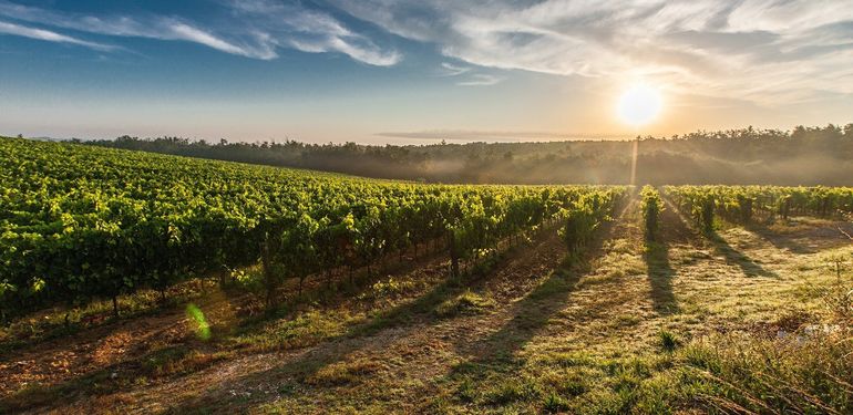 Kam letos vyrazit ještě za burčákem? A jaká jsou poslední podzimní vinobraní?