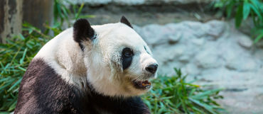 Evropské zoo lákají na kosatky, gorily a pandy. Jaké jsou 4 nejlepší ZOO Evropy?