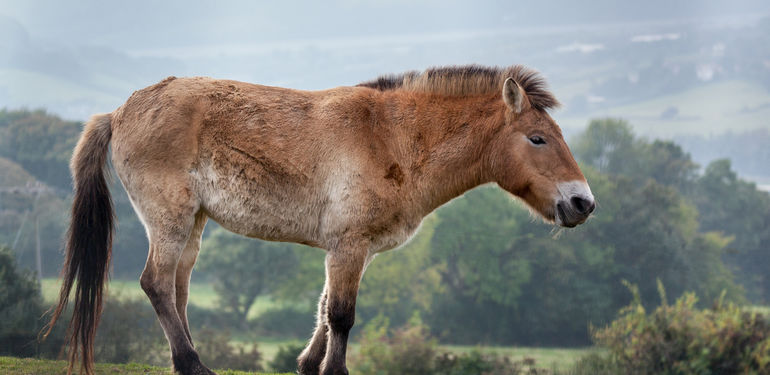 Kůň Převalského je nyní pýchou pražských Dívčích hradů