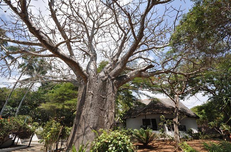 Baobab Sea Lodge