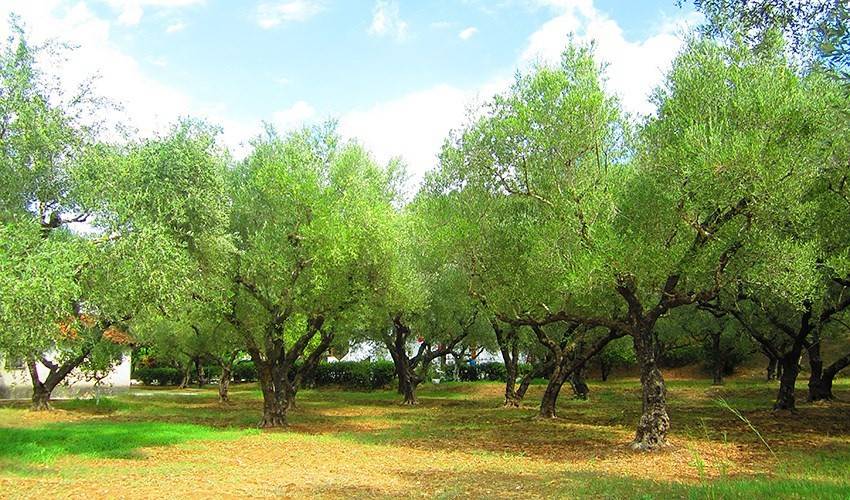 Studia Athina (Tsilivi)