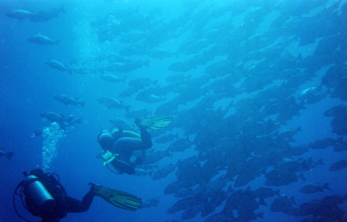 Amphoras Aqua (Ex. Shores Golden)