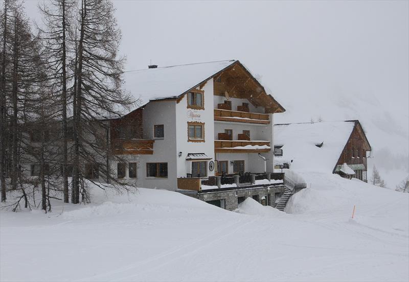 Alpenrose