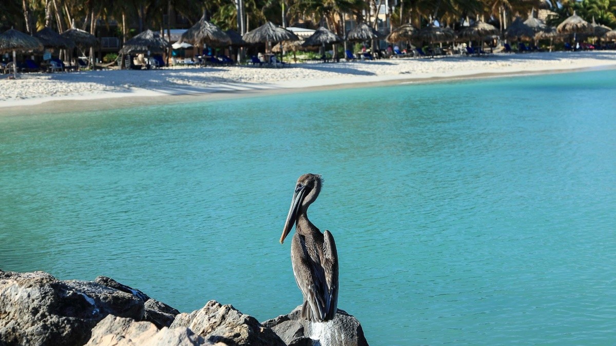 Divi Aruba Phoenix Resort