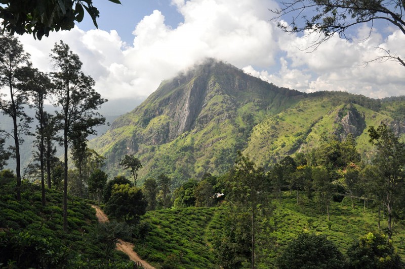 The Firs (Nuwara Eliya)