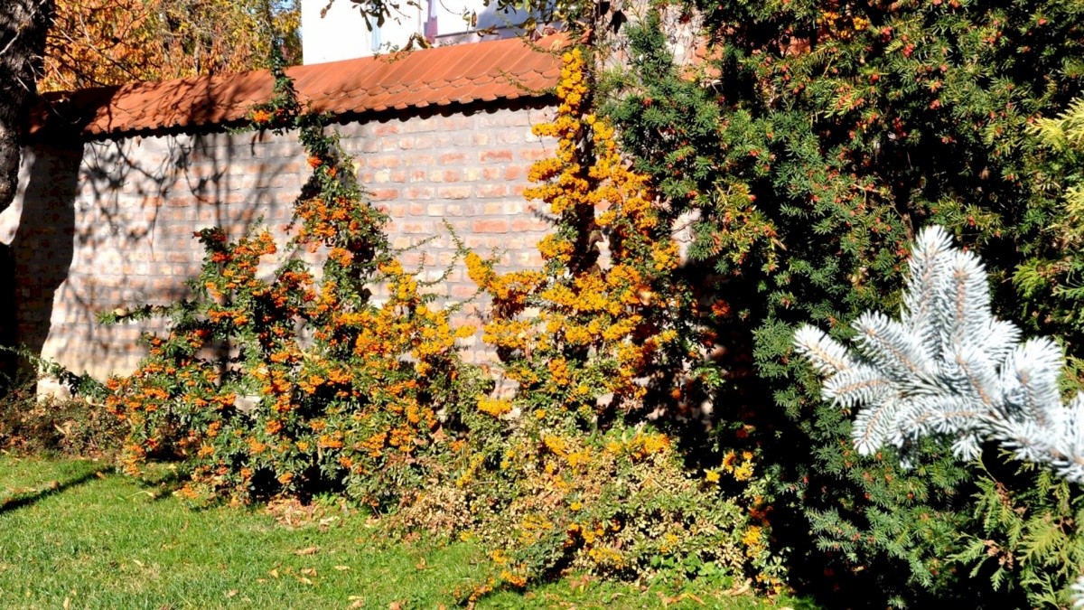 Ametiszt Harkány