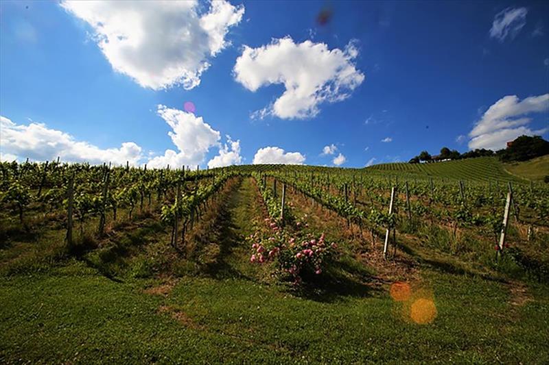 Weingut Ferienhaus Sonja Rohrbacher (Gamlitz)