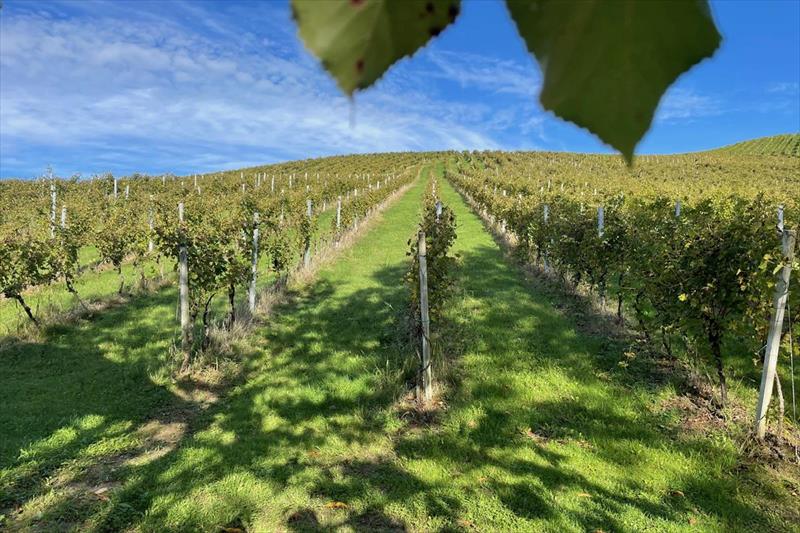 Weingut Ferienhaus Sonja Rohrbacher (Gamlitz)