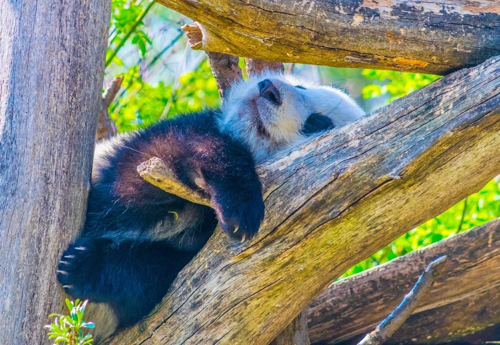 ZOO Vídeň a zámek Schönbrunn