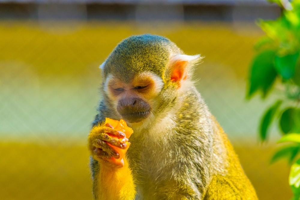 ZOO Vídeň a zámek Schönbrunn