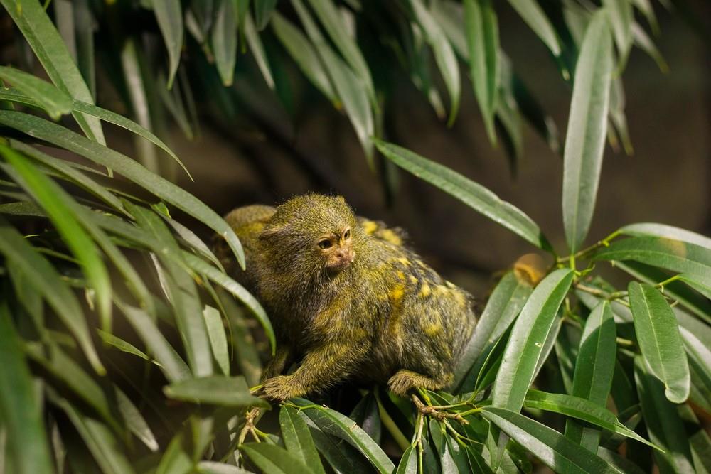 Tropicarium a ZOO Budapešť