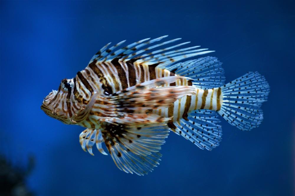 Tropicarium a ZOO Budapešť