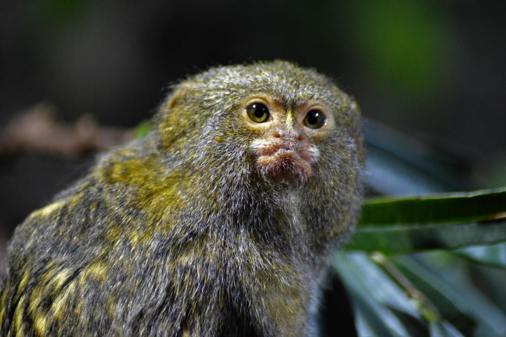 Tropicarium a ZOO Budapešť