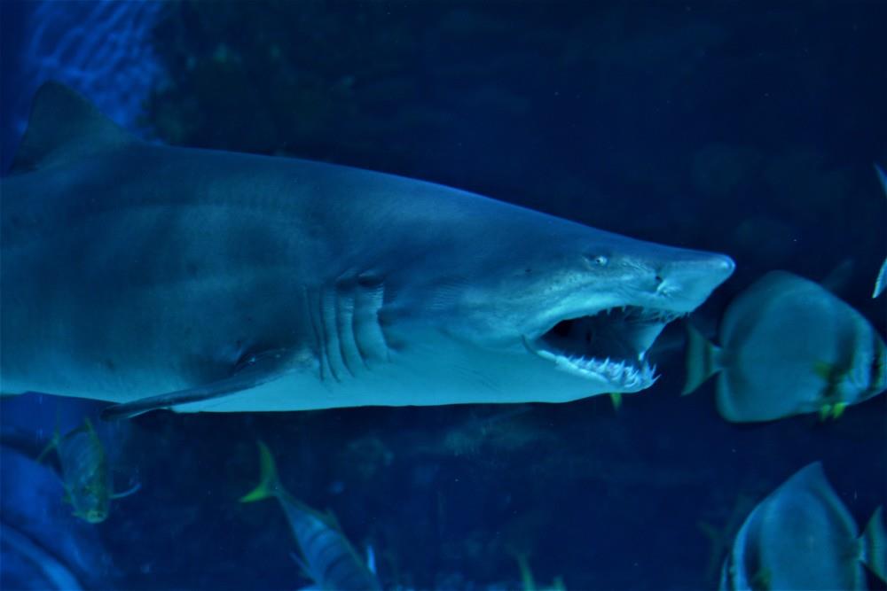 Tropicarium a ZOO Budapešť