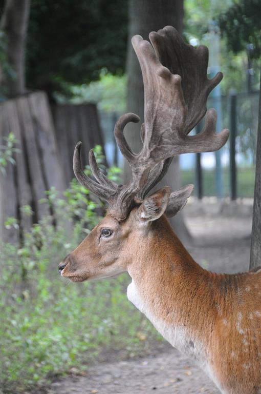 Tropicarium a ZOO Budapešť