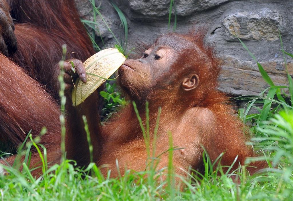 Tropicarium a ZOO Budapešť
