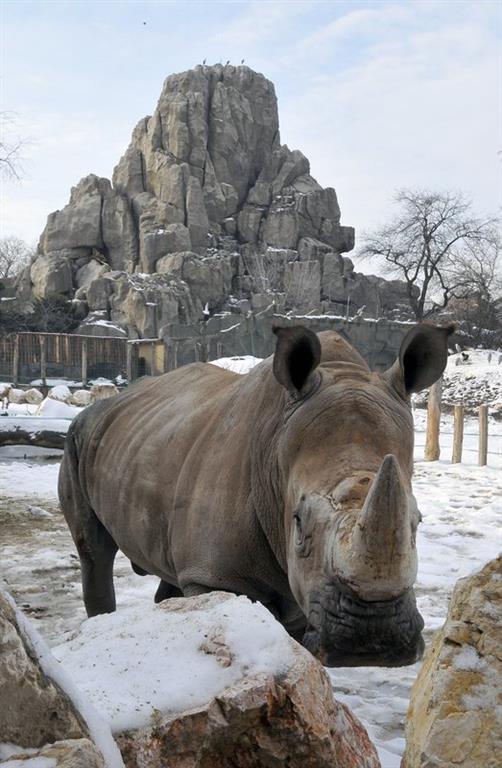 Tropicarium a ZOO Budapešť