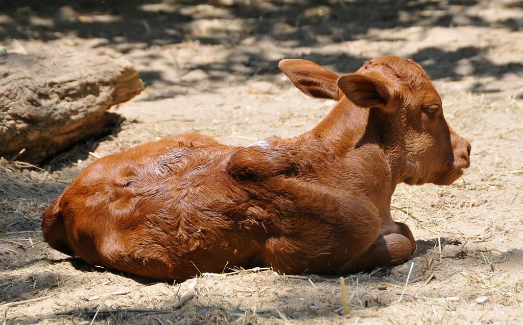 Tropicarium a ZOO Budapešť