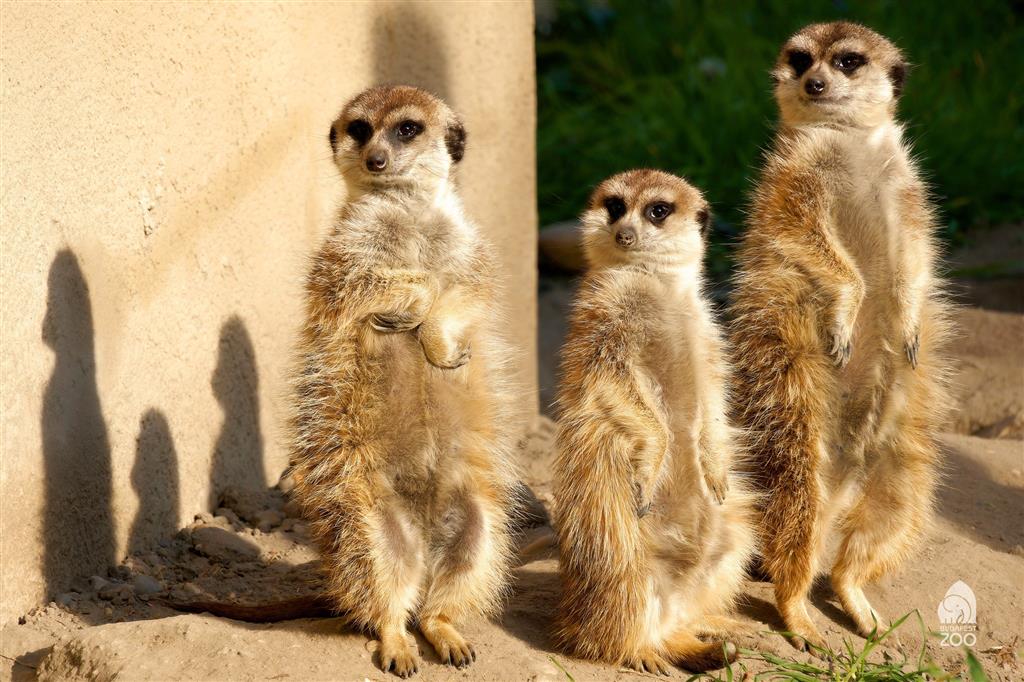 Tropicarium a ZOO Budapešť
