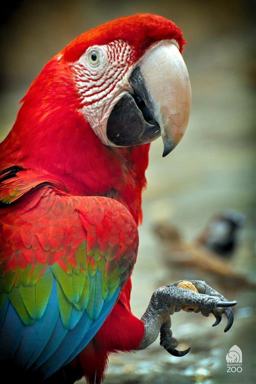 Tropicarium a ZOO Budapešť