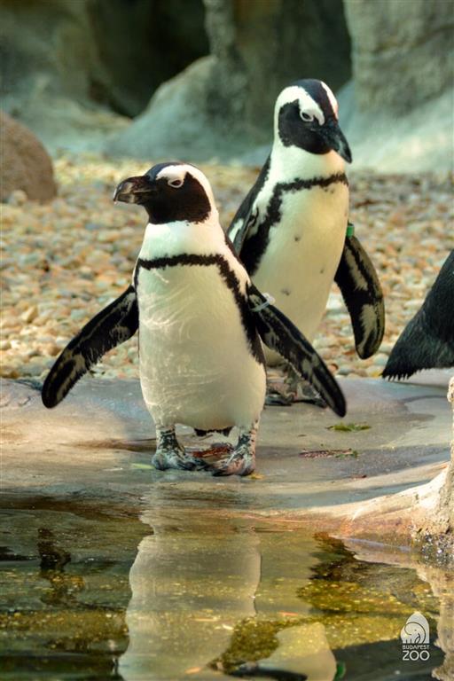 Tropicarium a ZOO Budapešť