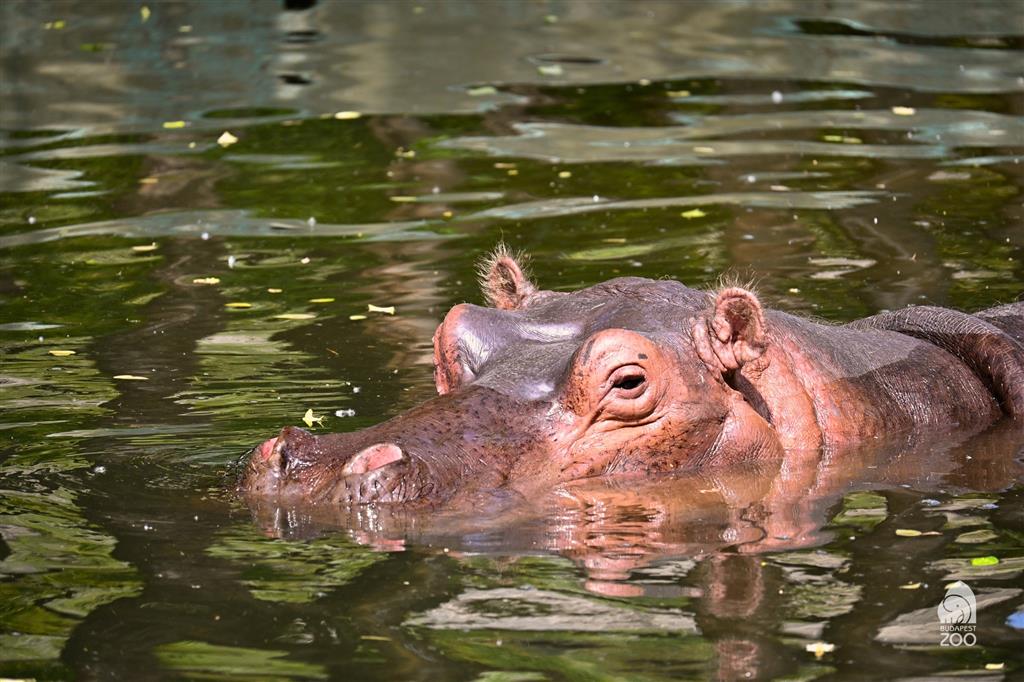 Tropicarium a ZOO Budapešť
