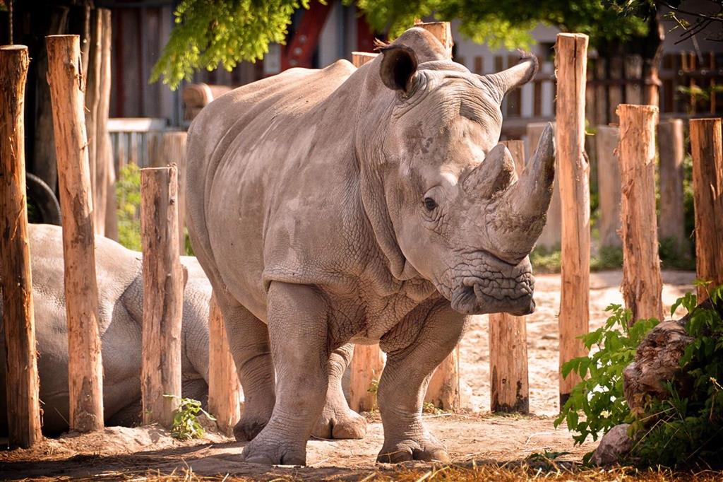 Tropicarium a ZOO Budapešť