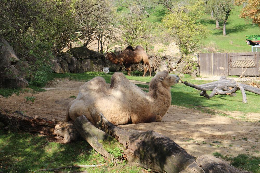Bojnice – zámek a ZOO