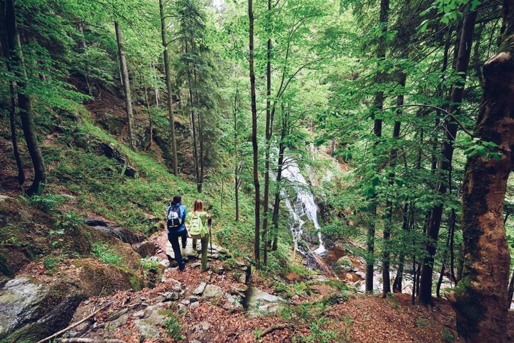 Hotel Forest Videc