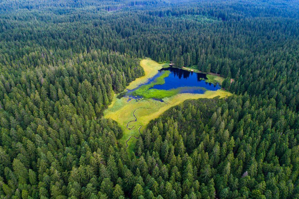 Hotel Forest Videc