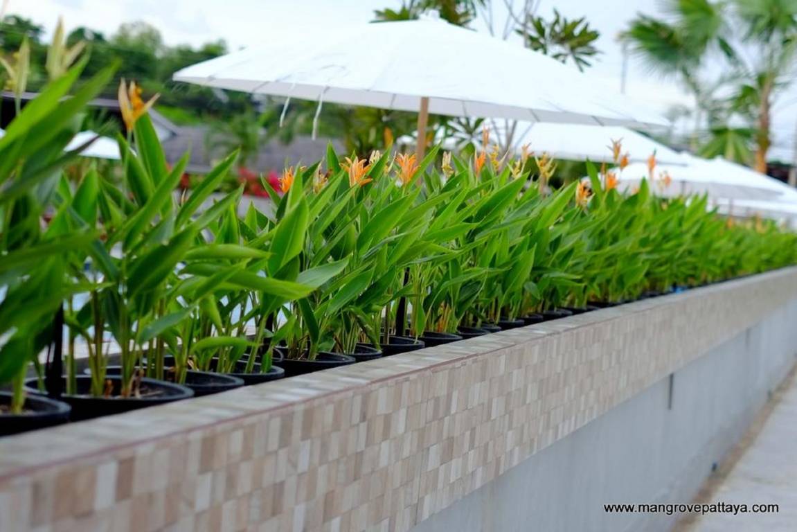 The Mangrove