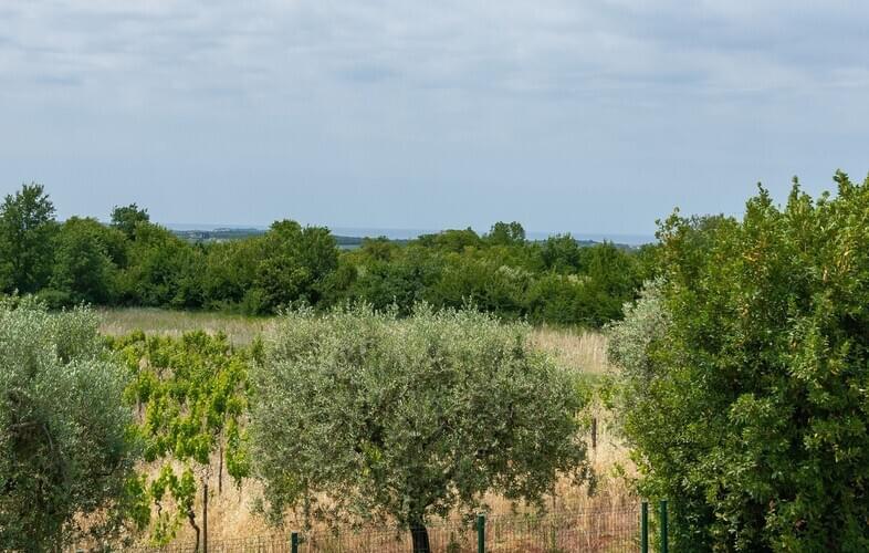 Villa Oliveti Torre