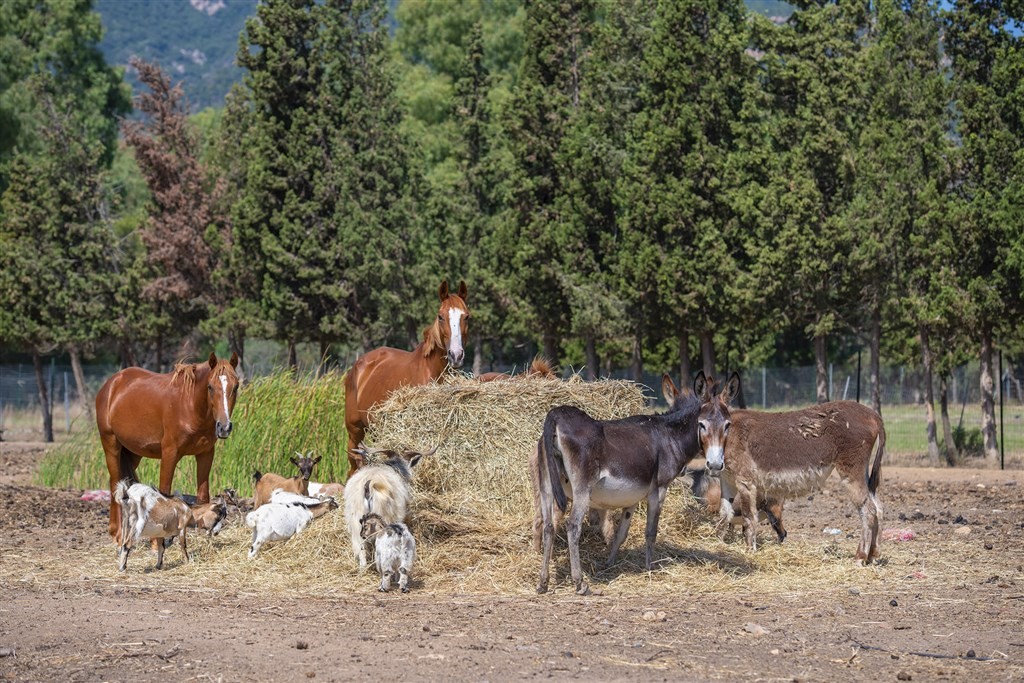Orti Di Nora