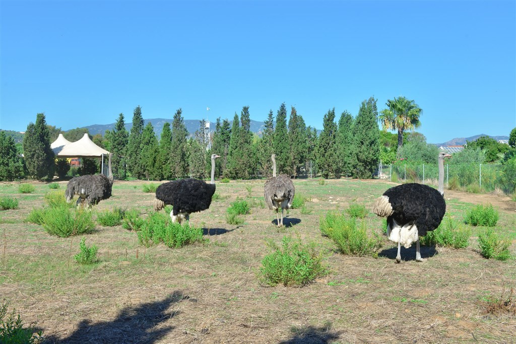 Orti Di Nora