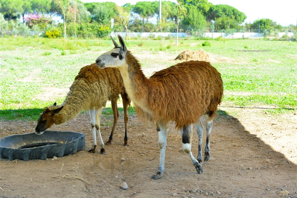 Orti Di Nora