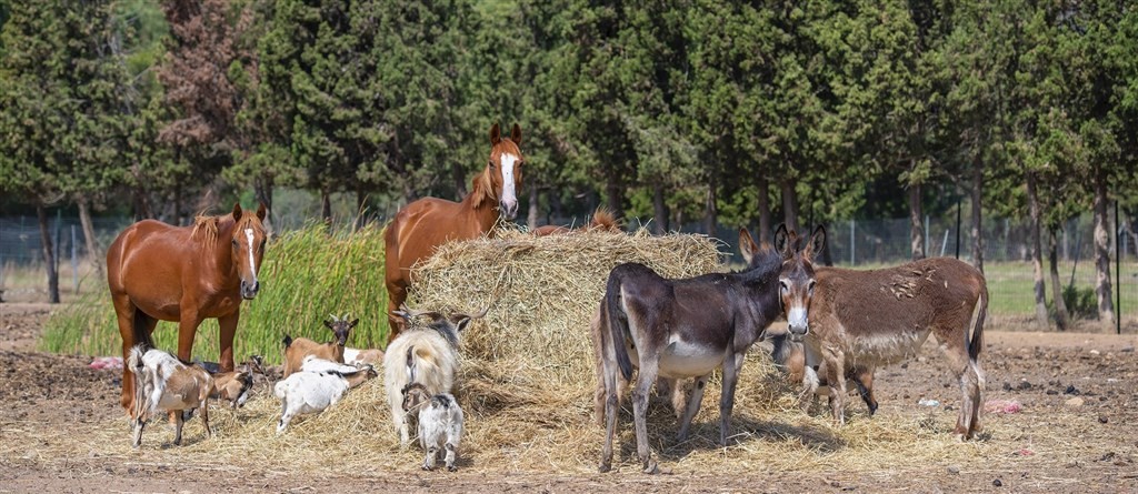 Orti Di Nora