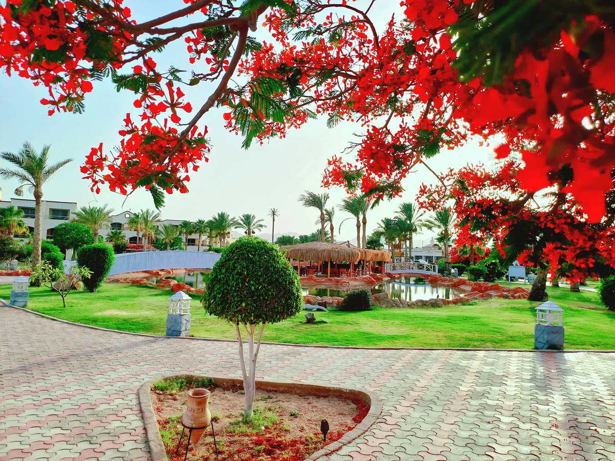 Royal Regency Club (Nabq)