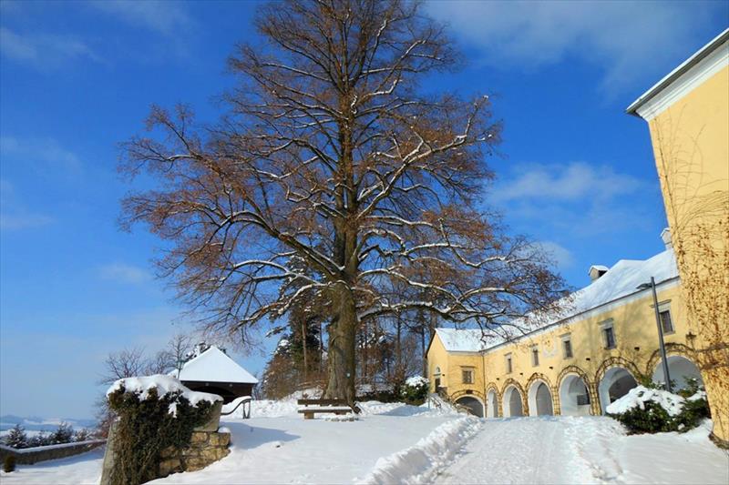 Schatz.kammer - Burg Kreuzen (Bad Kreuzen)
