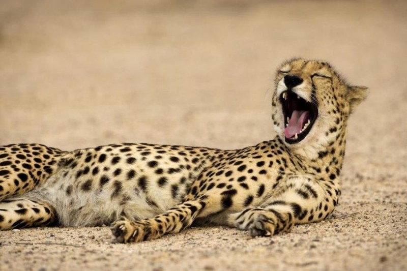 Anantara Desert Islands (Sir Bani Yas Island)