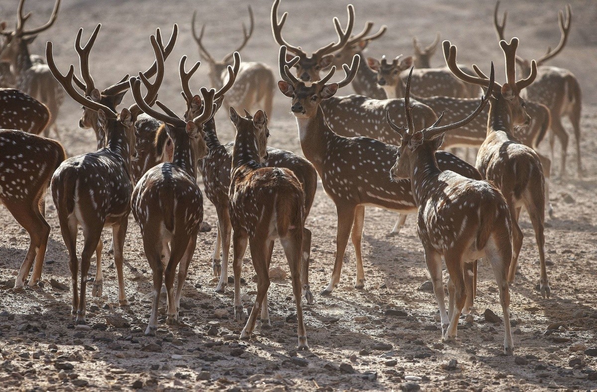 Anantara Desert Islands (Sir Bani Yas Island)