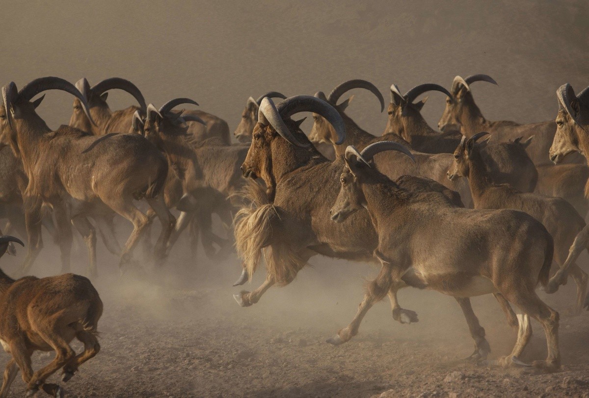 Anantara Desert Islands (Sir Bani Yas Island)