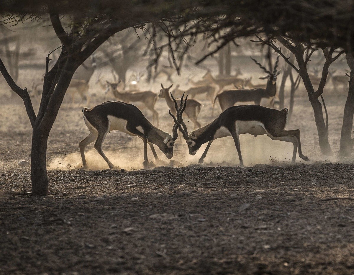 Anantara Desert Islands (Sir Bani Yas Island)