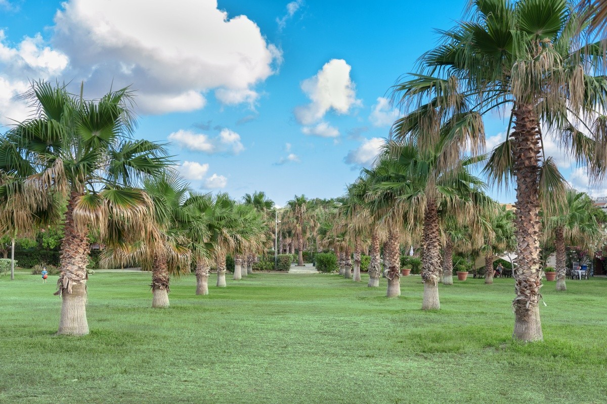 Acacia Resort